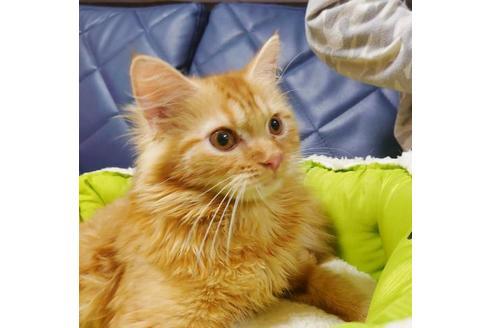 成約済の愛知県のミヌエット-8835の4枚目