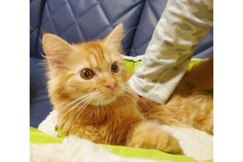 成約済の愛知県のミヌエット-8835の3枚目