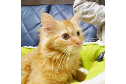 成約済の愛知県のミヌエット-8835の2枚目