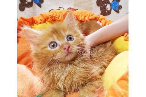 成約済の愛知県のミヌエット-8835の1枚目