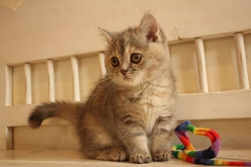 成約済の大阪府のマンチカン-9329の3枚目