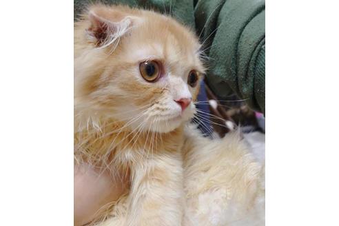 成約済の愛知県のスコティッシュフォールド-9490の10枚目