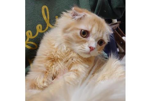 成約済の愛知県のスコティッシュフォールド-9490の9枚目