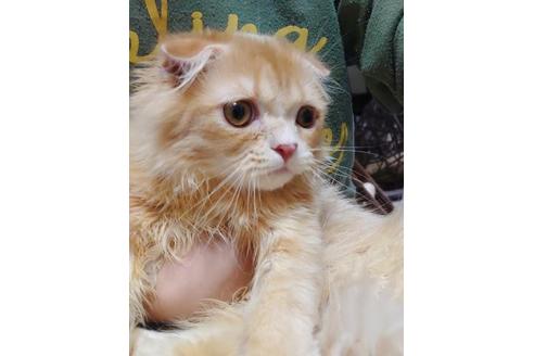 成約済の愛知県のスコティッシュフォールド-9490の8枚目