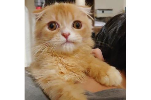 成約済の愛知県のスコティッシュフォールド-9490の6枚目