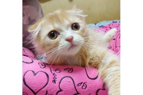 成約済の愛知県のスコティッシュフォールド-9490の5枚目