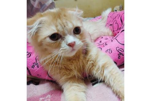 成約済の愛知県のスコティッシュフォールド-9490の4枚目