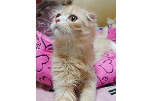 成約済の愛知県のスコティッシュフォールド-9490の2枚目