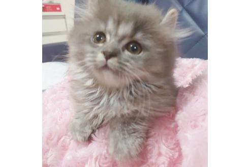 成約済の愛知県のミヌエット-9617の6枚目