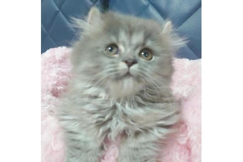 成約済の愛知県のミヌエット-9617の5枚目