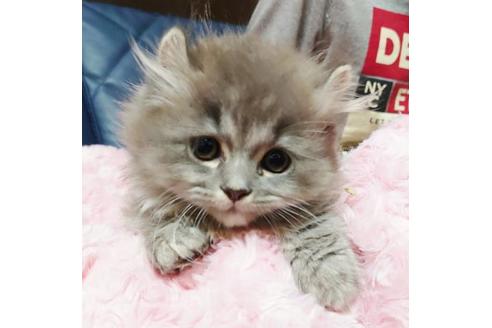 成約済の愛知県のミヌエット-9617の3枚目