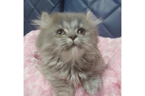 成約済の愛知県のミヌエット-9617の2枚目