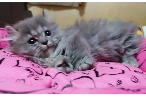 成約済の愛知県のミヌエット-9617の1枚目