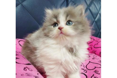 成約済の愛知県のスコティッシュフォールド-9618の6枚目