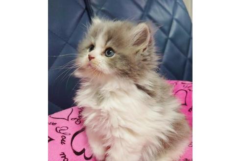 成約済の愛知県のスコティッシュフォールド-9618の5枚目