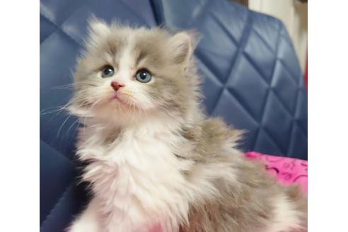 成約済の愛知県のスコティッシュフォールド-9618の4枚目