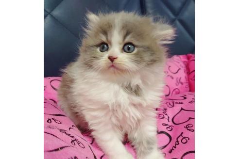 成約済の愛知県のスコティッシュフォールド-9618の2枚目