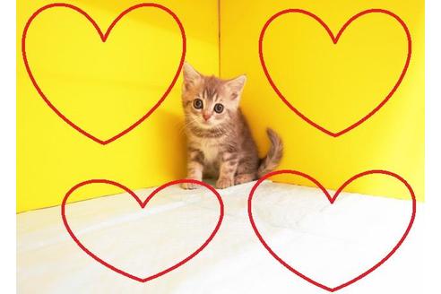 成約済の東京都のスコティッシュフォールド-9630の2枚目