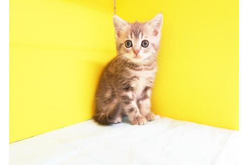 成約済の東京都のスコティッシュフォールド-9630の1枚目