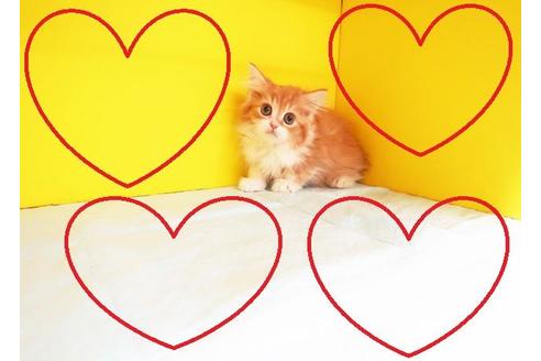 成約済の東京都のスコティッシュフォールド-9632の2枚目