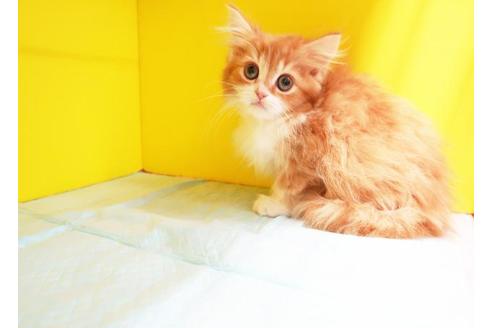 成約済の東京都のスコティッシュフォールド-9632の1枚目