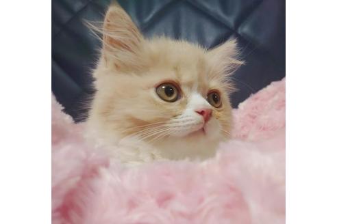 成約済の愛知県のスコティッシュフォールド-9523の10枚目