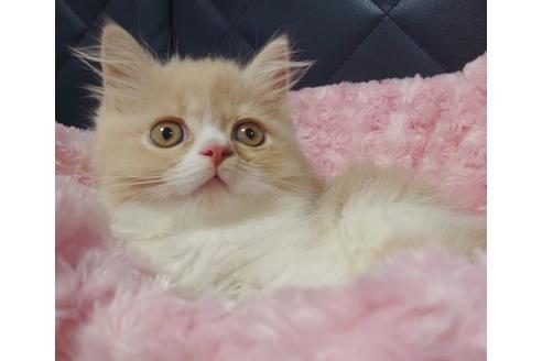 成約済の愛知県のスコティッシュフォールド-9523の9枚目