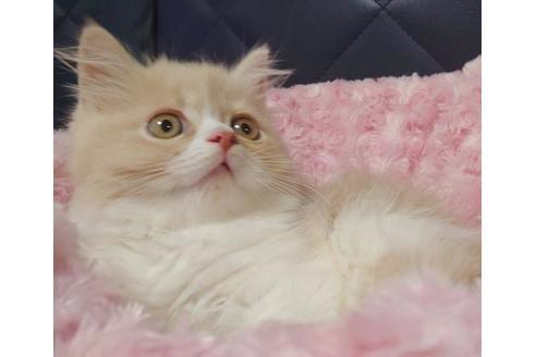 成約済の愛知県のスコティッシュフォールド-9523の8枚目