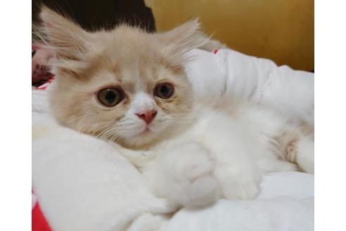 成約済の愛知県のスコティッシュフォールド-9523の6枚目