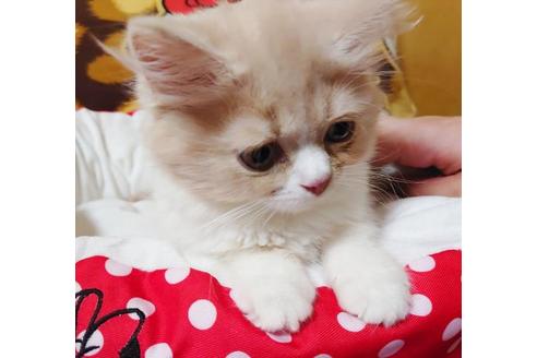 成約済の愛知県のスコティッシュフォールド-9523の5枚目