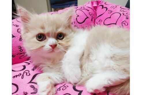 成約済の愛知県のスコティッシュフォールド-9523の4枚目