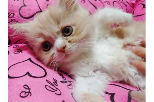 成約済の愛知県のスコティッシュフォールド-9523の3枚目