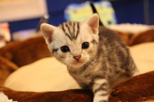 成約済の大阪府のアメリカンショートヘア-9705の1枚目