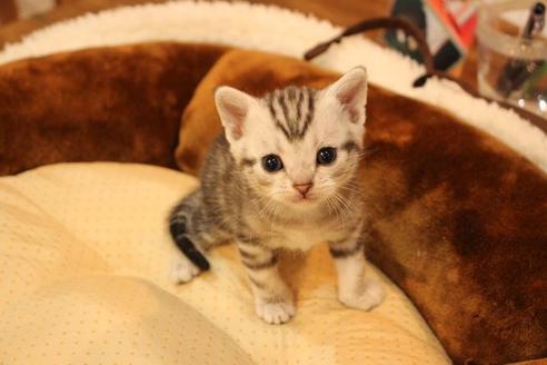 成約済の大阪府のアメリカンショートヘア-9705の3枚目