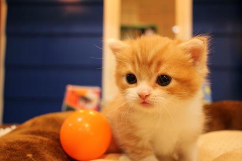 成約済の大阪府のスコティッシュフォールド-9706の3枚目