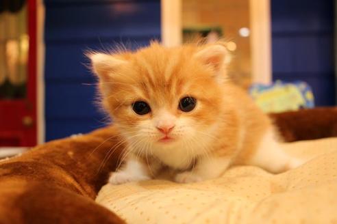 成約済の大阪府のスコティッシュフォールド-9706の2枚目