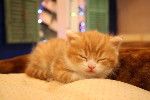 成約済の大阪府のスコティッシュフォールド-9706の1枚目