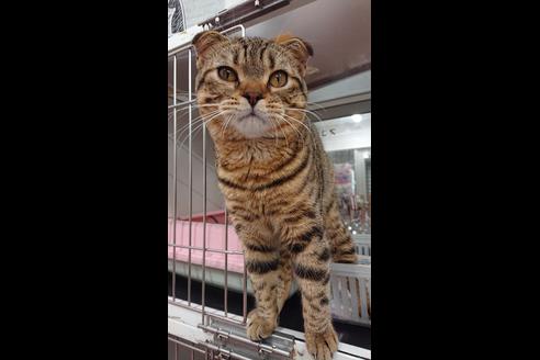 成約済の愛知県のスコティッシュフォールド-9716の1枚目