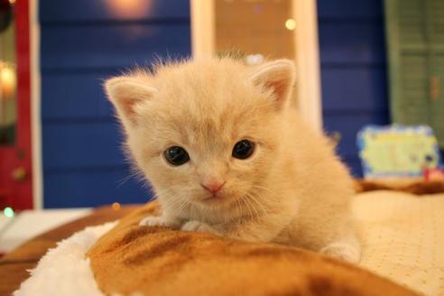 成約済の大阪府のスコティッシュフォールド-9603の1枚目