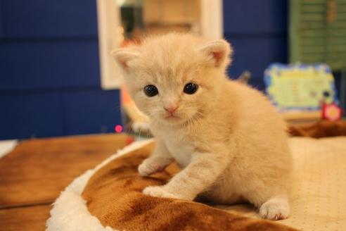 成約済の大阪府のスコティッシュフォールド-9603の3枚目