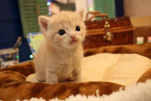 成約済の大阪府のスコティッシュフォールド-9603の2枚目