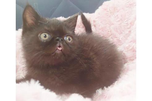 成約済の愛知県のエキゾチックショートヘア-9754の6枚目