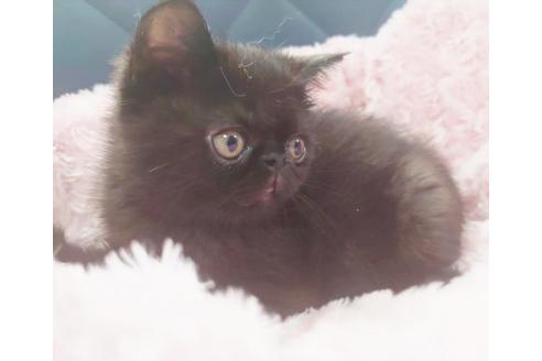 成約済の愛知県のエキゾチックショートヘア-9754の5枚目