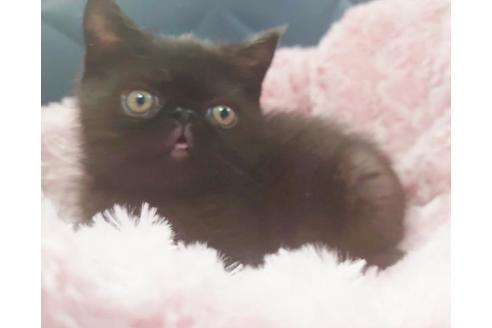 成約済の愛知県のエキゾチックショートヘア-9754の4枚目