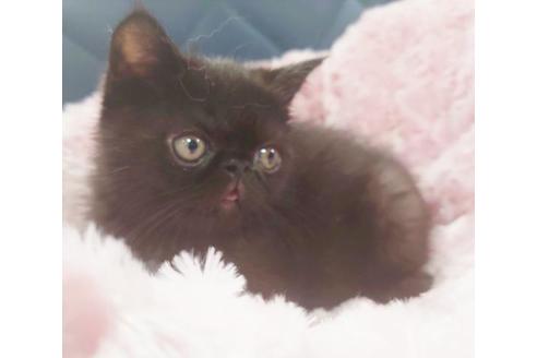 成約済の愛知県のエキゾチックショートヘア-9754の3枚目