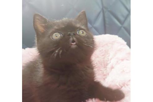 成約済の愛知県のエキゾチックショートヘア-9754の2枚目