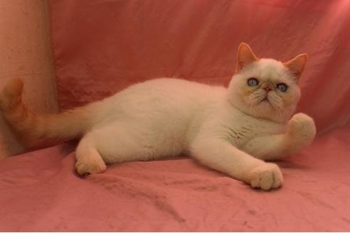 エキゾチックショートヘア 子猫id 03 の詳細情報 東京都 男の子 19 06 30生まれ ポイントカラー 子猫ブリーダーナビ エキゾチックショートヘア 子猫id 03 の詳細情報 東京都 男の子 19 06 30生まれ ポイントカラー 子猫ブリーダーナビ