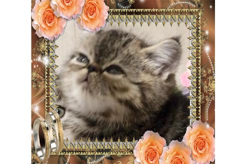 成約済の大阪府のエキゾチックショートヘア-9762の7枚目