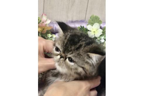 成約済の大阪府のエキゾチックショートヘア-9762の6枚目