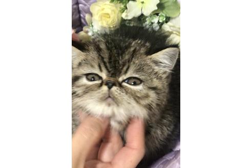 成約済の大阪府のエキゾチックショートヘア-9762の5枚目